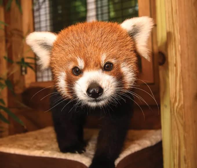 Embark on a Wildlife Adventure