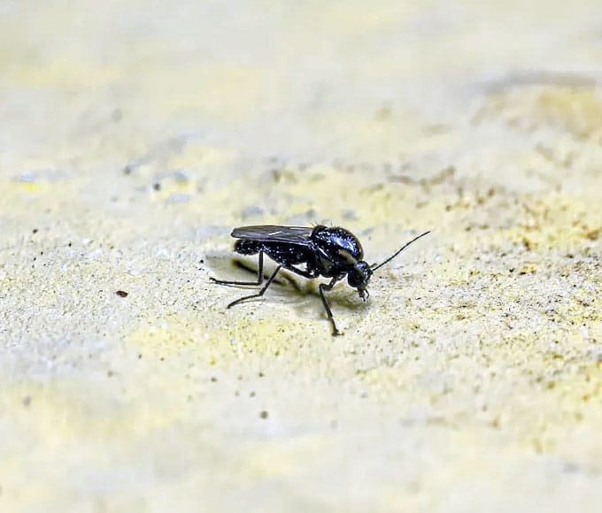 Managing The Pesky Pests
