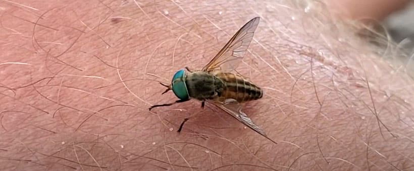 Why Are There Flies on the Beach?
